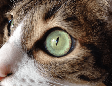 Feline Ophthalmology Flashcards