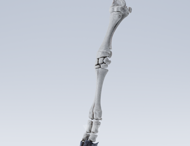 Canine skull from the side