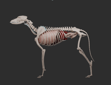 Canine skull from the side