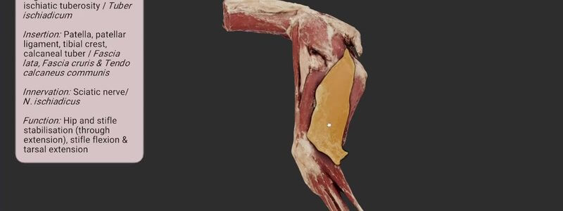 Canine hindlimb muscles in the IVALA Learn 3D viewer, with the biceps femoris highlighted and outlined and its information card open