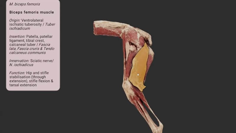 Canine hindlimb muscles in the IVALA Learn 3D viewer, with the biceps femoris highlighted and outlined and its information card open