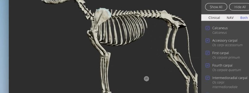 Canine skeleton in lateral view in the IVALA Learn 3D viewer, with the new positioning gizmo at the bottom of the screen