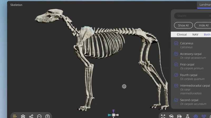 Canine skeleton in lateral view in the IVALA Learn 3D viewer, with the new positioning gizmo at the bottom of the screen