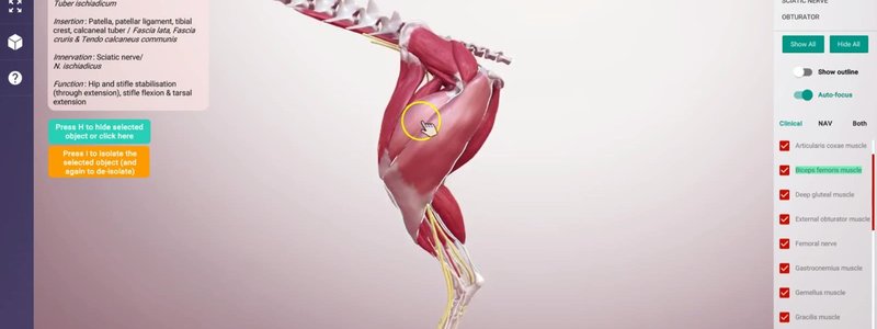 IVALA Learn 3D canine hindlimb musculature with on-hover highlighting and auto-focus options in the viewer menu