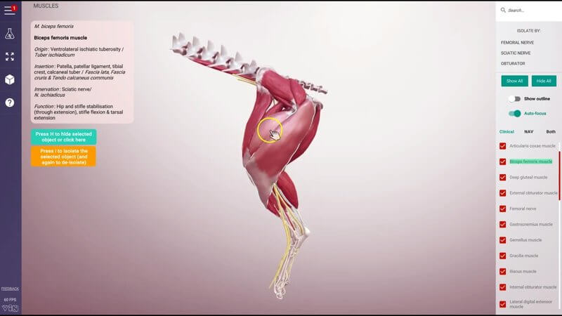 IVALA Learn 3D canine hindlimb musculature with on-hover highlighting and auto-focus options in the viewer menu