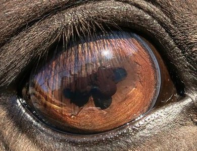 Equine Ophthalmology Flashcards