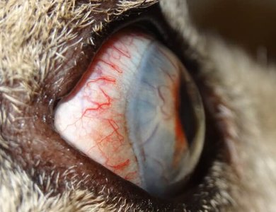 Canine Ophthalmology Flashcards