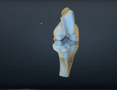 Canine skull from the side