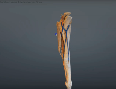 Canine skull from the side