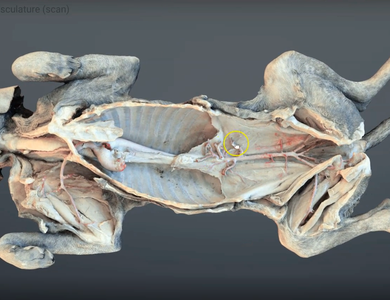 Canine skull from the side