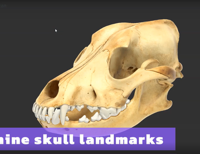 Canine skull from the side