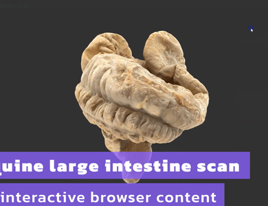 Canine skull from the side