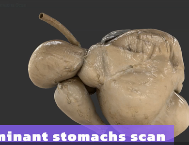 Canine skull from the side