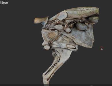 Canine skull from the side