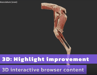 Canine skull from the side