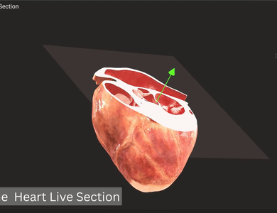 Canine skull from the side