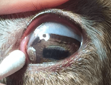 Ruminant ophthalmology flashcards