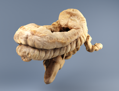 Equine trunk anatomy