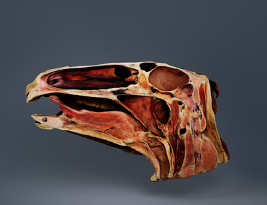 Equine head & neck anatomy