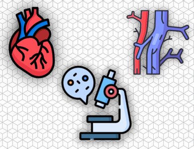 Histology of the Circulatory Systems and the Heart