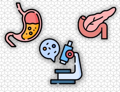 Histology and physiology of the gastrointestinal system and pancreas