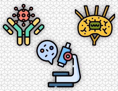 Histology of the Lymphoid System, Cell cycle and Cell Signaling