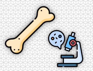 Histology of connective tissue, cartilage, bone and synovium