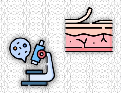 Histology of the Integumentary System