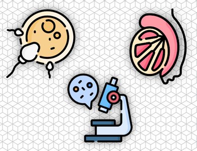 Histology of the Reproductive System