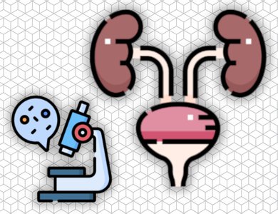 Histology and physiology of the urinary system