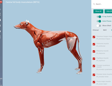 Canine skull from the side