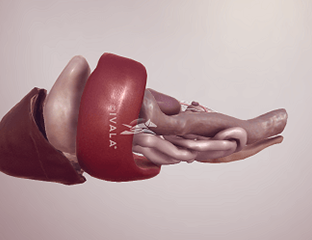 Canine skull from the side