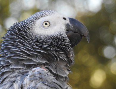 Avian Head Neck and Respiratory Anatomy Essentials