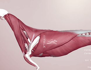 Canine skull from the side