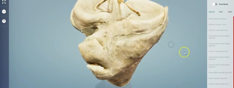 Scan of the proximal tibia of a cow in the IVALA Learn 3D viewer, showing the articular surface of the stifle