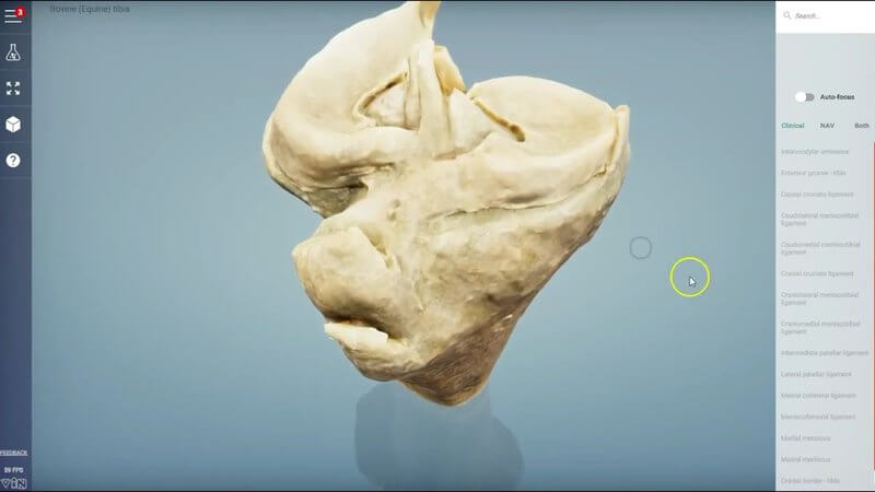 Scan of the proximal tibia of a cow in the IVALA Learn 3D viewer, showing the articular surface of the stifle