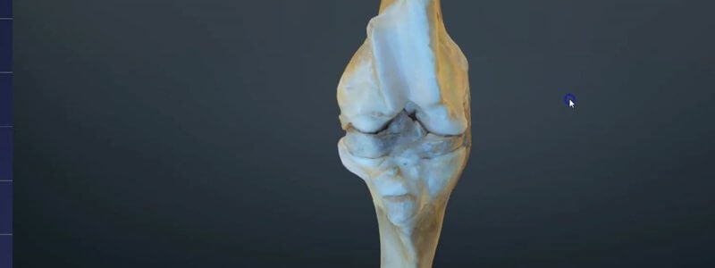 Scanned flexed bovine stifle joint in the IVALA Learn 3D viewer, showing the distal femur, proximal tibia and ligaments