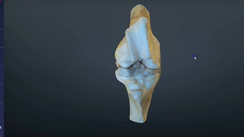 Scanned flexed bovine stifle joint in the IVALA Learn 3D viewer, showing the distal femur, proximal tibia and ligaments