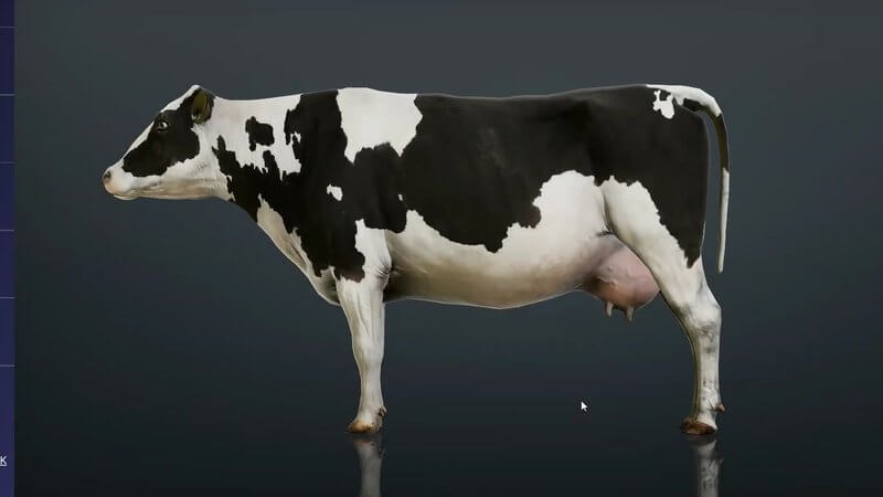 Black and white Holstein cow in lateral view in the IVALA Learn 3D viewer, ready for selecting its surface landmarks