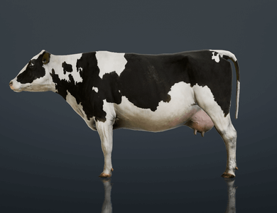 Canine skull from the side