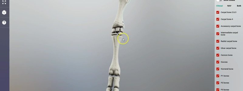 Bones of the calf forelimb in the IVALA Learn 3D viewer, showing the lower limb down to the hoof, with the bone list on the right