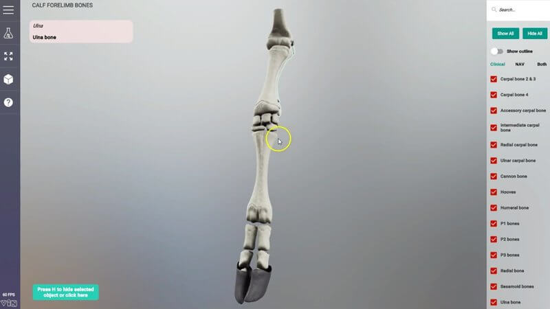 Bones of the calf forelimb in the IVALA Learn 3D viewer, showing the lower limb down to the hoof, with the bone list on the right