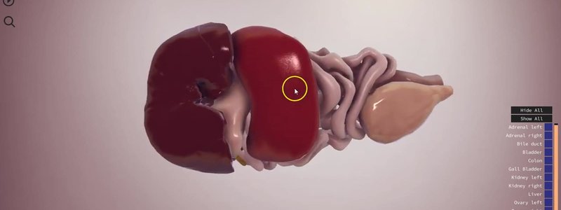 Canine abdominal organs including the liver and intestines, reconstructed from a dog CT in the IVALA Learn 3D viewer