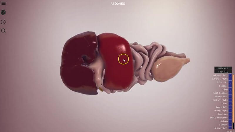 Canine abdominal organs including the liver and intestines, reconstructed from a dog CT in the IVALA Learn 3D viewer