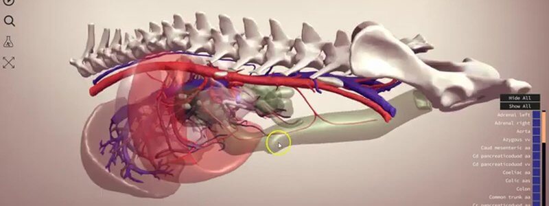 3D canine abdominal vasculature showing arterial, venous and purple portal circulation with transparent organs