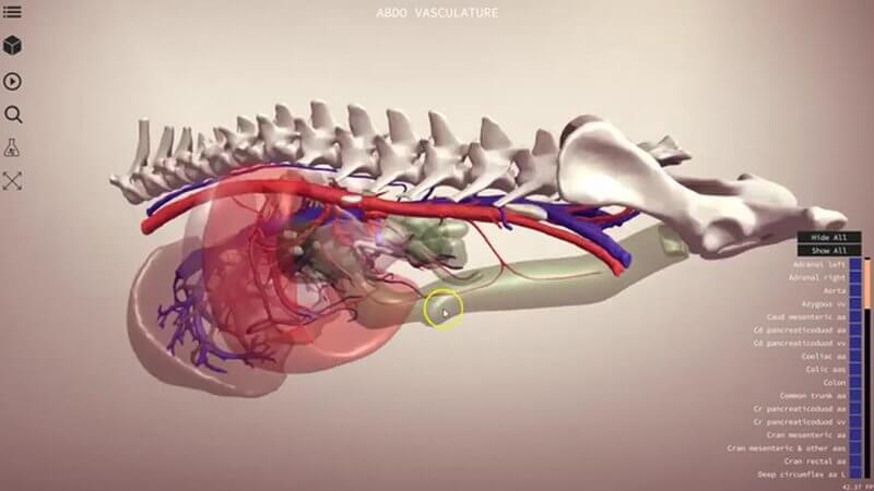 3D canine abdominal vasculature showing arterial, venous and purple portal circulation with transparent organs