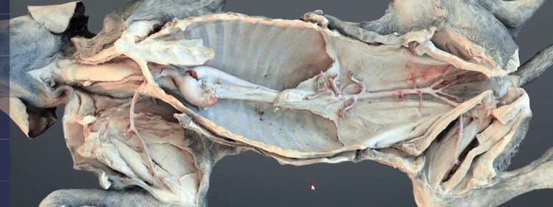 Scanned canine dissection in the IVALA Learn 3D viewer, showing the aorta and its major arterial branches in situ