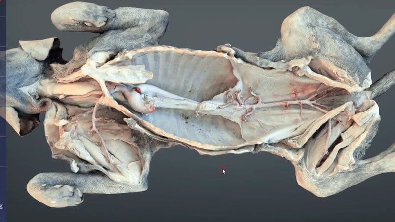 Scanned canine dissection in the IVALA Learn 3D viewer, showing the aorta and its major arterial branches in situ