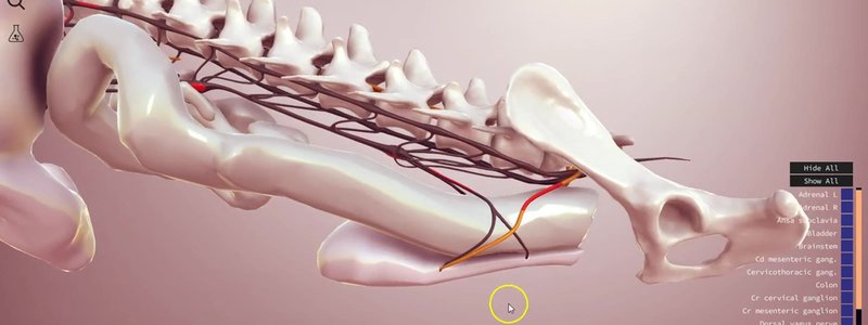 3D schematic of the canine autonomic nervous system along the vertebral column, with sympathetic and parasympathetic nerves and abdominal organs