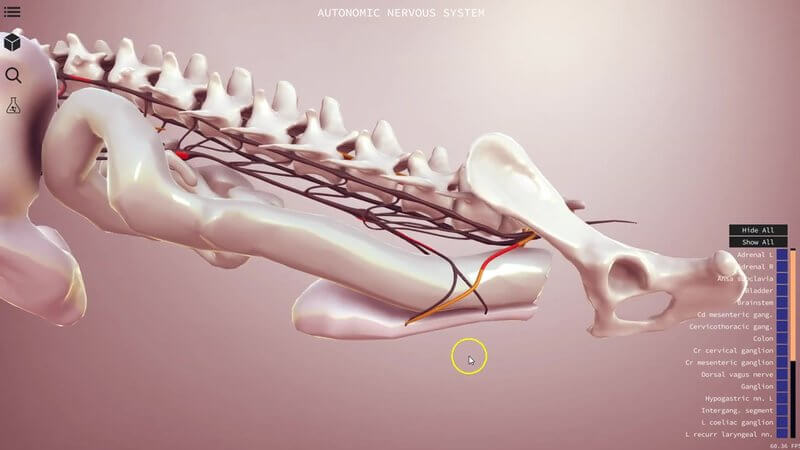 3D schematic of the canine autonomic nervous system along the vertebral column, with sympathetic and parasympathetic nerves and abdominal organs